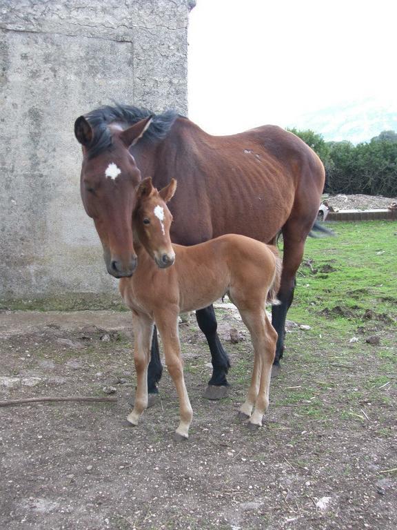 Agriturismo Su Nuragheddu Villa Galtellì Esterno foto