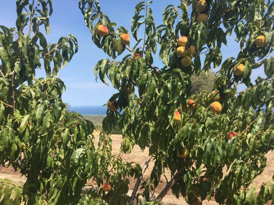 Agriturismo Su Nuragheddu Villa Galtellì Esterno foto